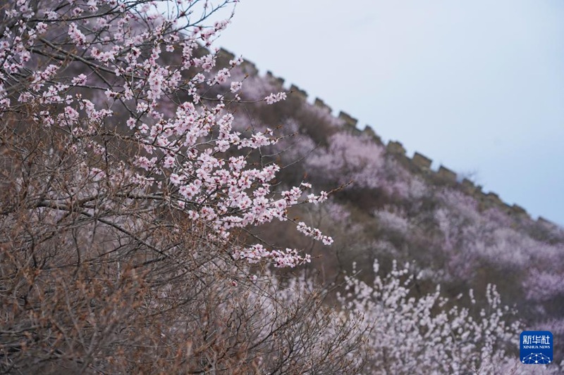 젠커우 창청에 만개한 산복숭아꽃 [4월 10일 활영/사진 출처: 신화사]