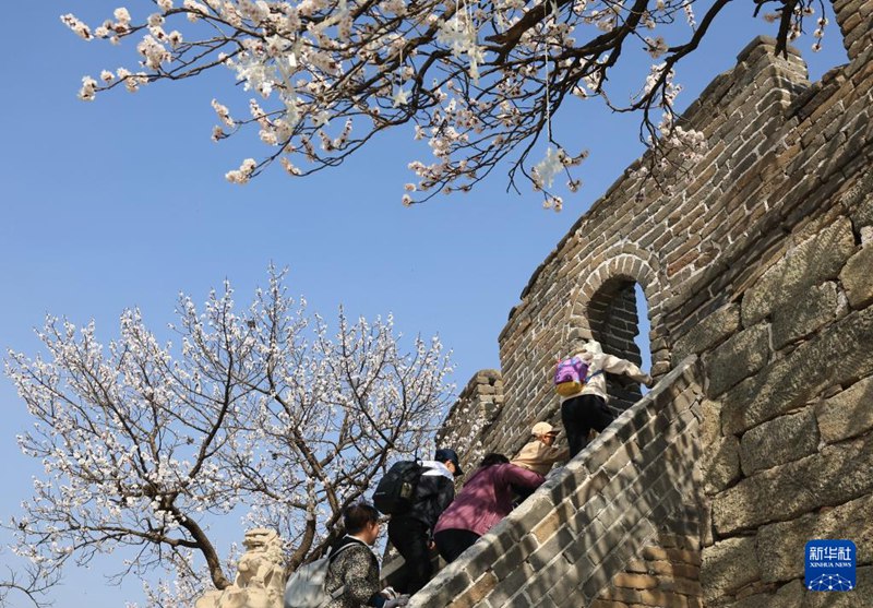 무톈위 창청을 찾은 관광객들이 활짝 핀 야생화를 구경하며 봄을 즐기고 있다. [4월 8일 활영/사진 출처: 신화사]