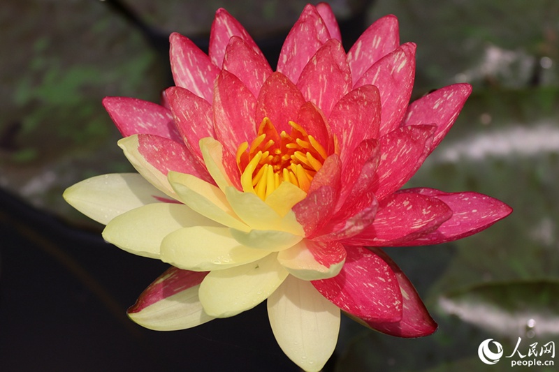 [포토] 푸젠 샤먼, 두 가지 꽃잎색을 가진 수련 “희귀해”
