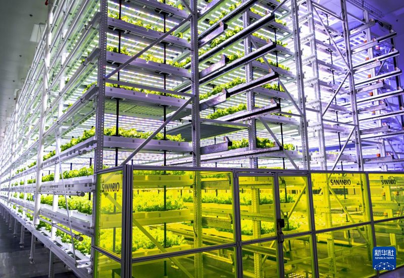  차세대 자동화 무인 식물공장의 다층 식물 재배대에서 채소들이 특수한 LED 조명 아래 잘 자란다.  [5월 8일 촬영/사진 출처: 신화사]
