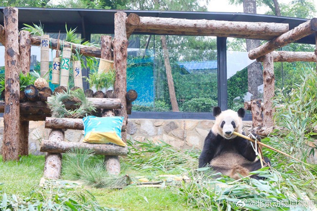 [사진 출처: 베이징동물원 웨이보(微博)]