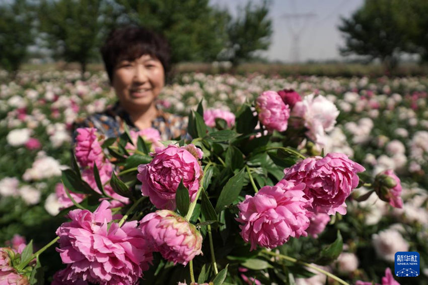 허베이 바이샹, 꽃꽂이 장식용 꽃산업 농가 “웃음꽃 활짝”