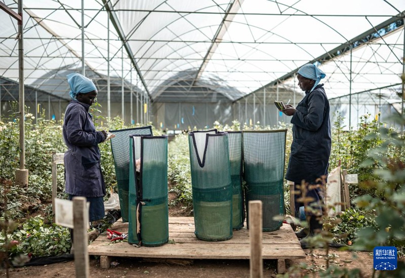 케냐 난유키의 화훼 비닐하우스에서 직원이 꽃을 정돈한다. [5월 18일 촬영/사진 출처: 신화사]