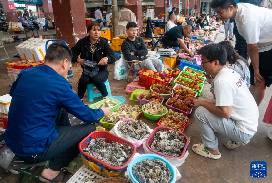 윈난 무수이화 야생 버섯 거래시장에서 야생 버섯을 구매하는 시민들 [6월 17일 촬영/사진 출처: 신화사]