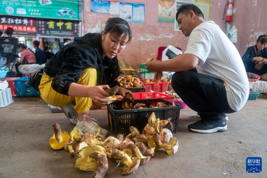 윈난 무수이화 야생 버섯 거래시장에서 구매업자(오른쪽)가 야생 버섯을 구매한다. [6월 17일 촬영/사진 출처: 신화사]