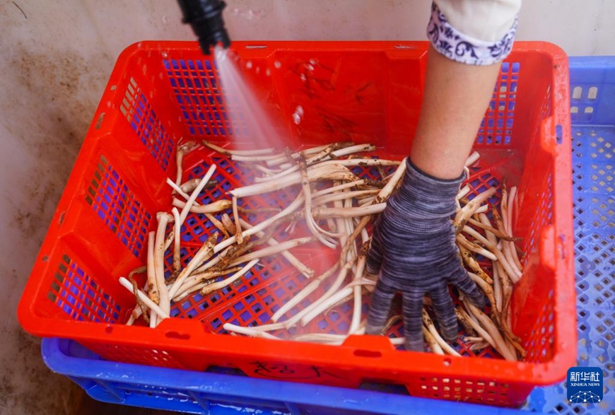 윈난 무수이화 야생 버섯 거래시장에서 직원이 고압 물총으로 야생 버섯을 세척한다. [6월 17일 촬영/사진 출처: 신화사]