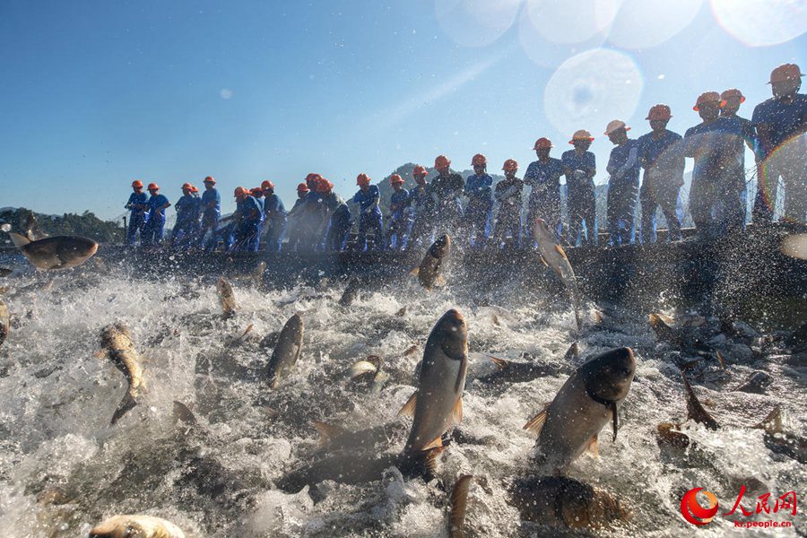 저장성 항저우 첸다오호 ‘대형 그물 물고기 잡기’