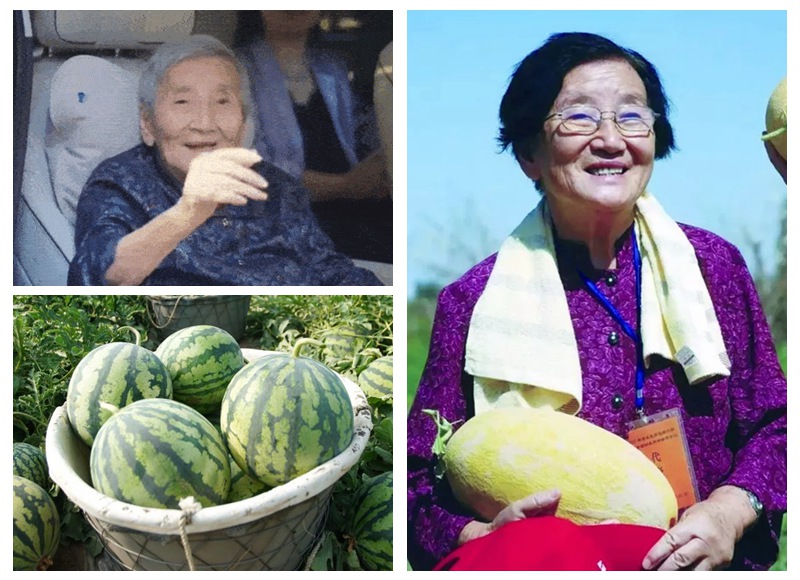 신장 투루판시 다시 찾은 94세 ‘수박 할머니’, 열렬한 환영 받아…62년간 30여 가지 품종 재배