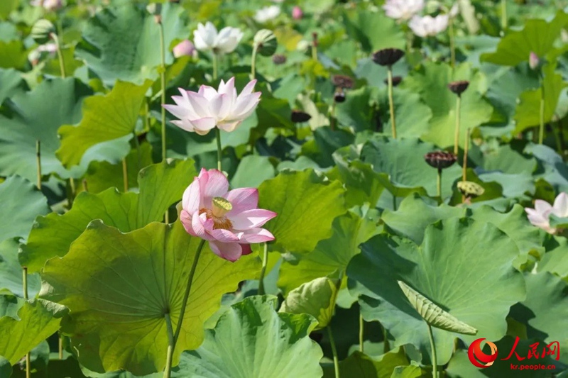 우후시 완즈(灣沚)구 타오신(陶辛)진 곳곳에서 연꽃잎을 볼 수 있다. [사진 출처: 인민망]