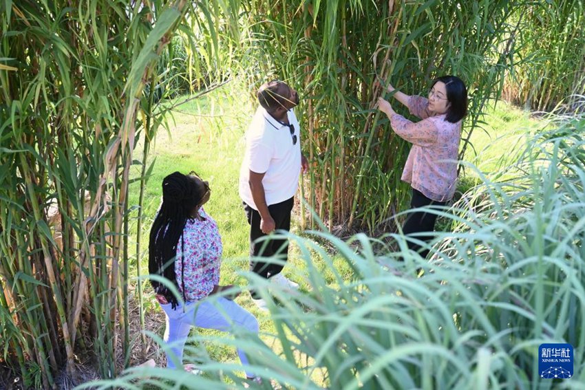 푸젠농림대학 국제균초공정기술연구센터 린둥메이(林冬梅, 오른쪽) 부주임이 아프리카 부부에게 균초 품종 ‘뤼저우(綠洲) 1호’ 물대 성장과정을 소개한다. [8월 26일 촬영/사진 출처: 신화사]