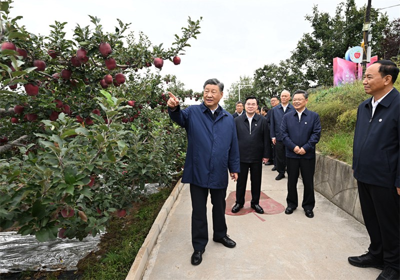 11일 오전 시진핑 주석이 톈수이시 마이지구 난산 화뉴사과기지를 둘러보고 있다. 