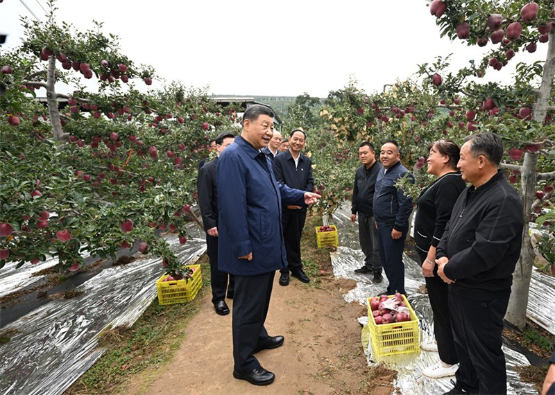 11일 오전 톈수이시 마이지구 난산 화뉴사과기지를 찾은 시진핑 주석이 과수원에 들어가 재배, 기술, 관리 상황을 살펴보고 있다.