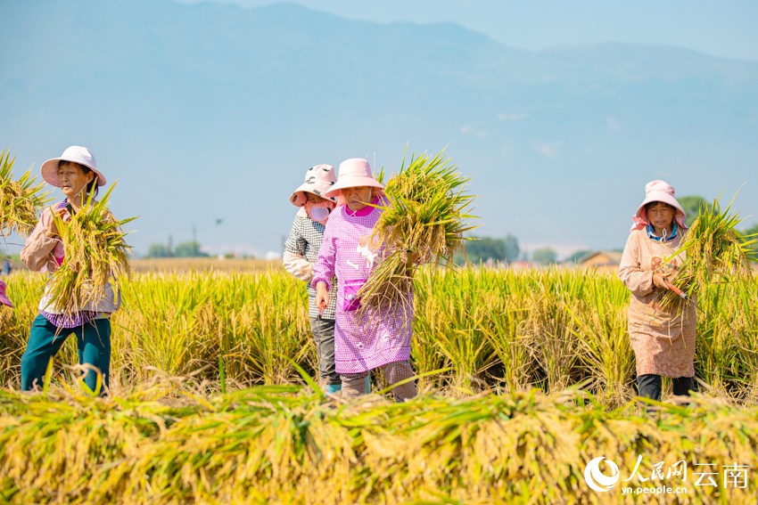 거주(個舊)시 다툰(大屯)가도[街道: ‘구(區)’ 아래의 작은 행정단위로 한국의 ‘동’에 해당] 신와팡(新瓦房)지역사회의 교잡벼 수확 [사진 출처: 인민망]