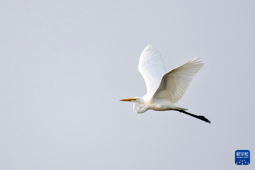 대백로(학명: Ardea alba)가 자연보호구에서 날아다닌다. [11월 12일 촬영/사진 출처: 신화사]