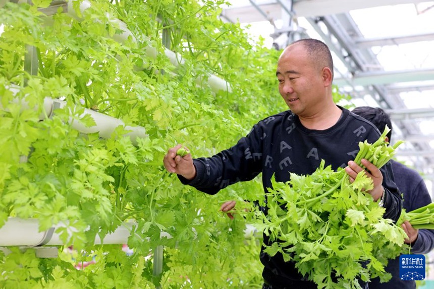 산둥 짜오좡, 농업의 뉴 패러다임 ‘아쿠아포닉스’ 농법으로 농촌 활성화 일조