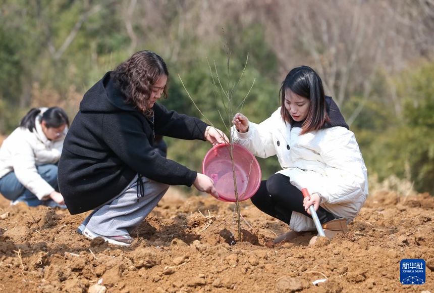 여성 자원봉사자들이 장쑤(江蘇)성 쥐룽(句容)시 마오산(茅山)풍경구 리타(李塔)촌에서 나무 심기 봉사를 하고 있다. [3월 6일 촬영/사진 촬영: 중쉐만(鐘學滿)]