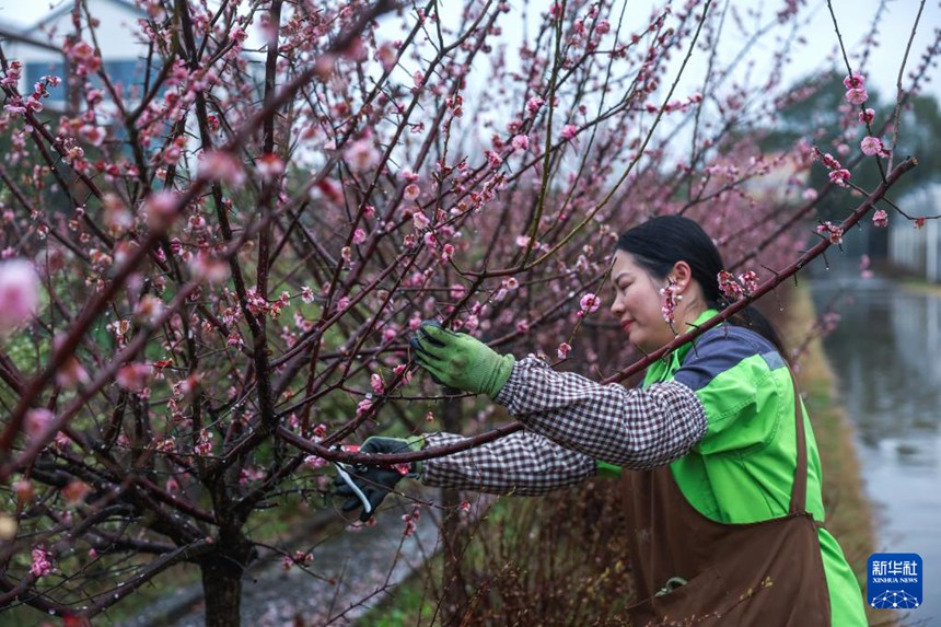 자싱시 선룬자이 꽃 재배기지에서 작업자가 매화를 잘라 신선한 꽃다발로 만든 후 외지로 발송할 준비를 하고 있다. [3월 12일 촬영/사진 출처: 신화사]