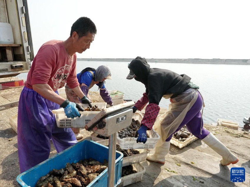 허베이성 창리현 루허진 한 해삼 양식 합작사에서 작업자들이 수확한 해삼의 무게를 재고 있다. [5월 12일 촬영/사진 출처: 신화사]