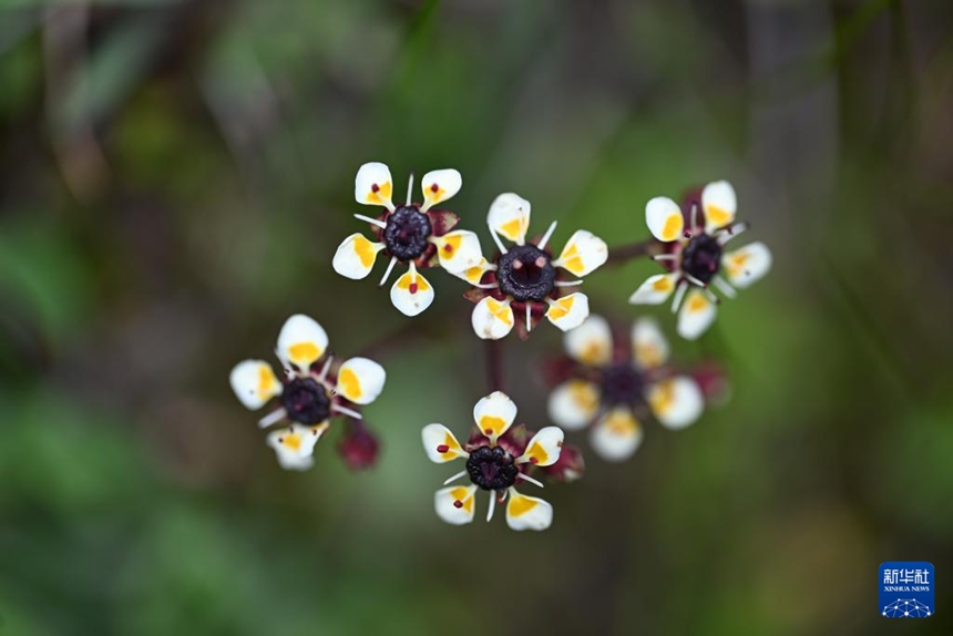7월 23일 스카설산 관광지 돌무지에서 촬영한 호이초 [사진 출처: 신화사]