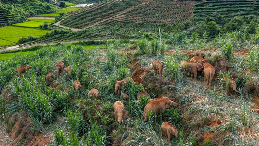 ‘란란(然然) 가족’ 야생 코끼리 무리가 윈난 시솽반나 징훙(景洪)시 다두강(大渡崗)향에서 먹이를 찾고 있다. [8월 9일 드론 촬영/사진 출처: 신화사]