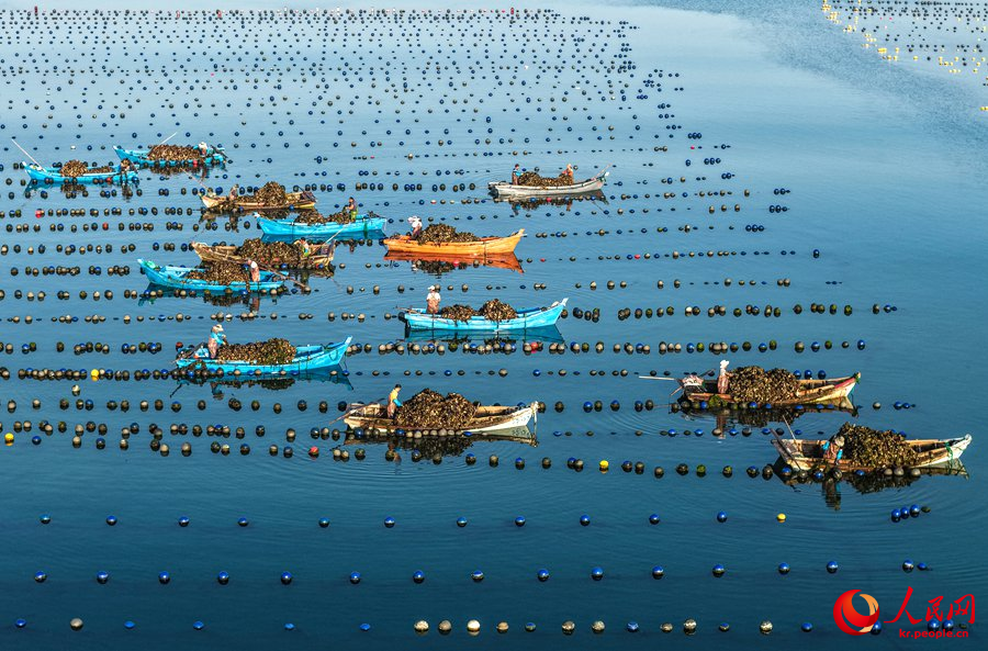 산둥성 룽청시 아이룬만 해역 굴 양식구에서 어민들이 어선을 운전해 굴을 수확하고 있다.