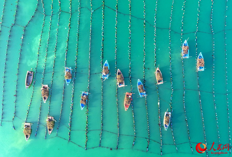 산둥성 룽청시 아이룬만 해역 굴 양식구에서 어민들이 어선을 운전해 굴을 수확하고 있다.