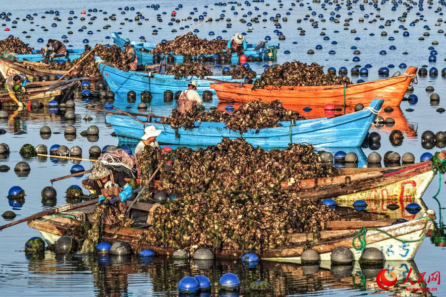 산둥성 룽청시 아이룬만 해역 굴 양식구에서 어민들이 어선을 운전해 굴을 수확하고 있다.