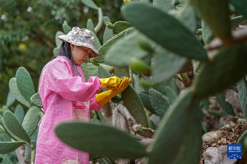 마을 주민이 선인장 열매를 따고 있다. [8월 7일 촬영/사진 출처: 신화사]