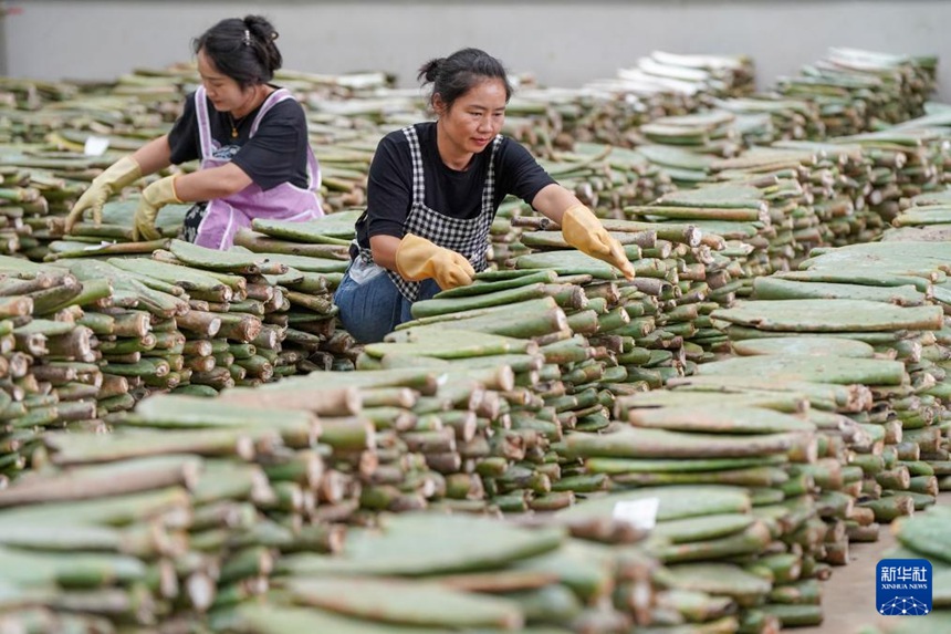 마을 주민들이 선인장 가공 공장에서 일하고 있다. [8월 6일 촬영/사진 출처: 신화사]