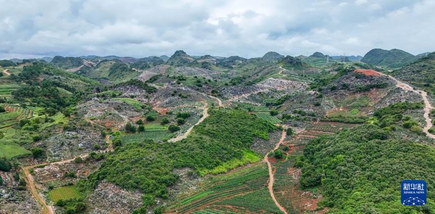 선인장 재배단지 [8월 7일 드론 촬영/사진 출처: 신화사]