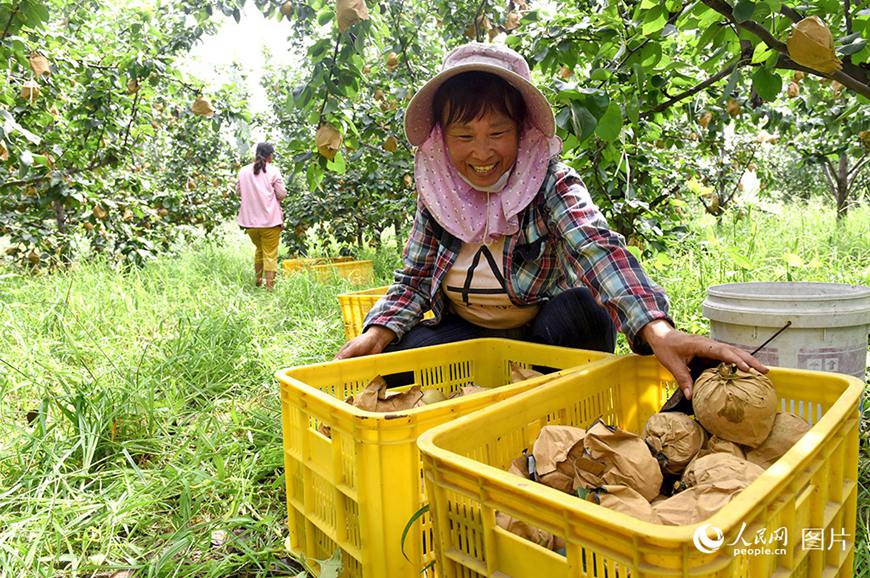 허베이(河北)성 웨이(威)현 배 과수원에서 농민이 배를 정리하고 있다.