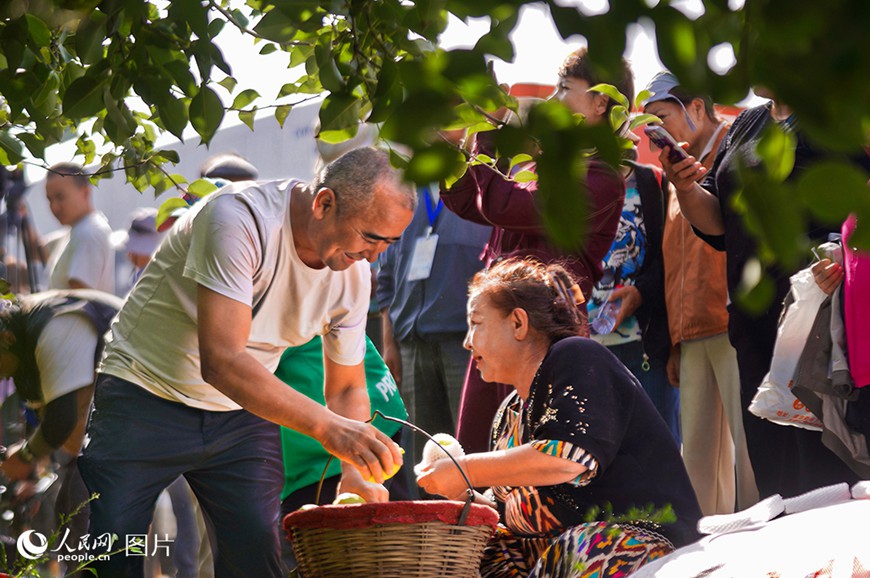 신장(新疆) 쿠얼러(庫爾勒)시 아와티(阿瓦提)향 농민 풍수절 현장에서 농민들이 배를 수확하고 있다.