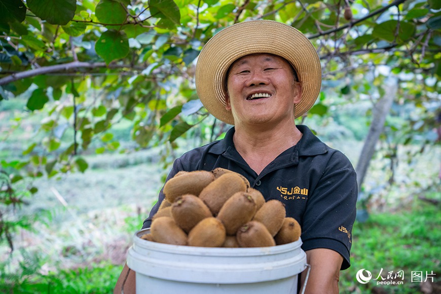 구이저우(貴州)성 구이양(貴陽)시 슈원(修文)현 구바오(谷堡)진 핑탄(平灘)촌에서 1만 2000묘(8km²) 규모의 키위를 수확할 시기가 되자 마을 주민이 한창 수확에 나서며, 올가을 풍년에 달콤함을 더하고 있다.