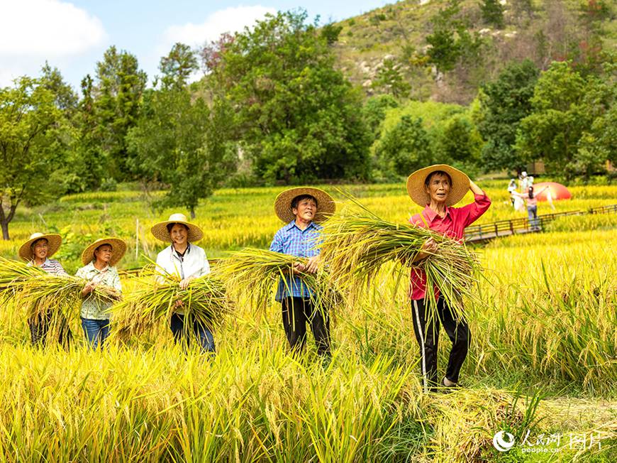 후베이(湖北)성 우한(武漢)시 황피(黃陂)구 다위완(大余灣)의 드넓은 황금빛 논이 바람에 따라 출렁이고, 마을 주민들이 가을걷이로 바쁘다.
