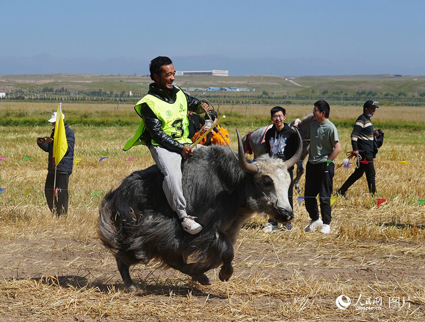 칭하이(靑海)성 하이베이(海北) 짱족(藏族, 장족)자치주 2025 농민 풍수절 및 우수 가축 품종 전시 행사 현장에서 농목민들이 야크 경주를 하고 있다.