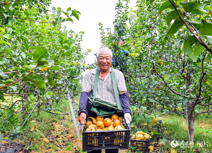 배 수확철을 맞아 슝안신구(雄安新區) 룽청(容城)현 난장(南張)진의 슝안 가오위(高宇)농업단지 배 과수원에서 농민이 풍년을 기뻐하고 있다.