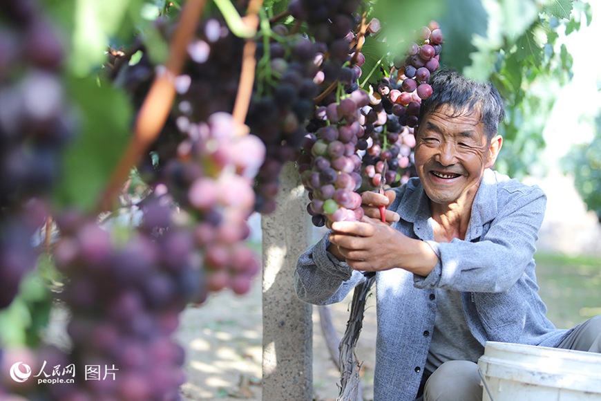 간쑤(甘肅)성 란저우(蘭州)시 칭스완(靑石灣)촌에서 풍년을 기뻐하며, 농민이 곧 출시될 포도를 준비하느라 바쁘게 움직이고 있다.