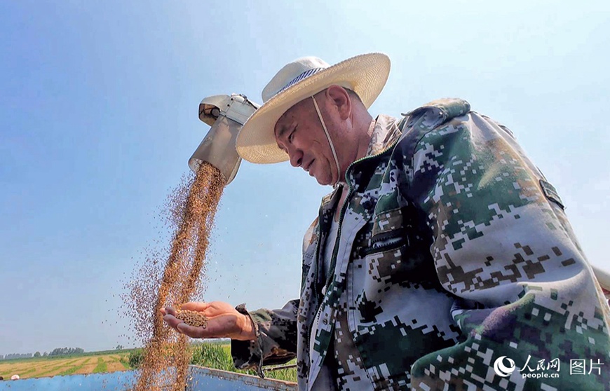 닝샤(寧夏) 인촨(銀川)시 허란(賀蘭)현 란펑(蘭豐)촌 촌민이 수확한 밀을 살펴보고 있다.