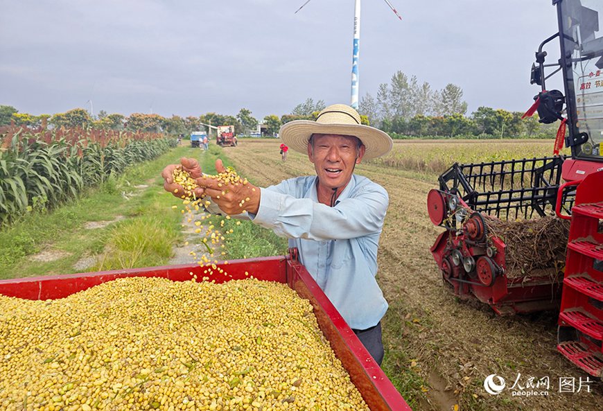 후베이성 톈먼(天門)시 장창(蔣場)진 장창(蔣場)촌 주민 허허핑(賀和平) 씨가 방금 수확한 대두를 보며 얼굴 가득 미소를 띠고 있다.