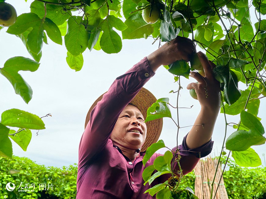 하이난(海南)성 하이커우(海口)시 둥산(東山)진에서 과일 농민 구사오류(古紹劉) 씨가 패션프루트를 따고 있다.