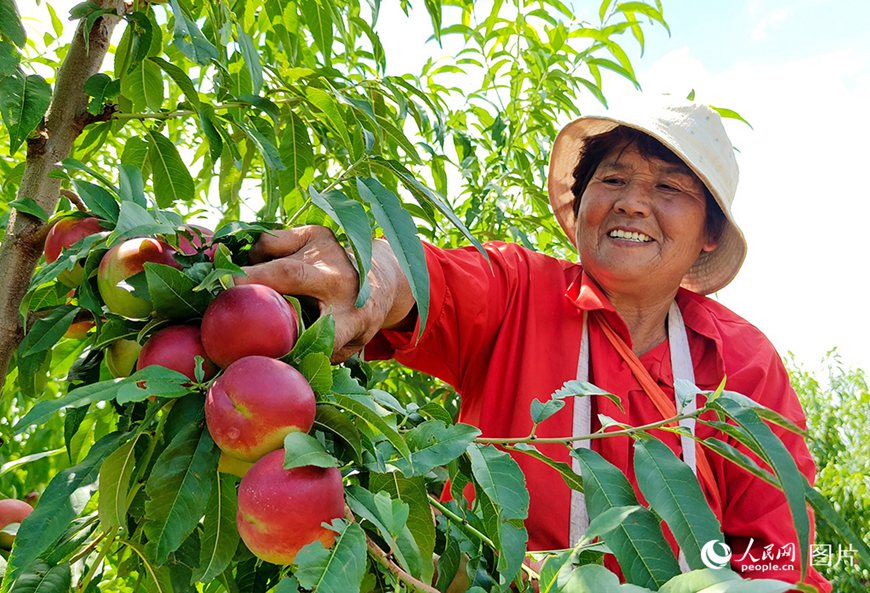 허난(河南)성 링바오(靈寶)시 구셴(故縣)진 펑자위안(馮家塬)촌 촌민이 유도(油桃)를 따고 있다.