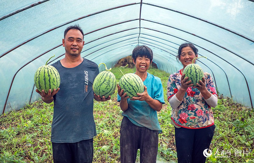충칭(重慶)시 퉁량(銅梁)구 후펑(虎峰)진 주민들이 방금 딴 수박을 보여주고 있다.