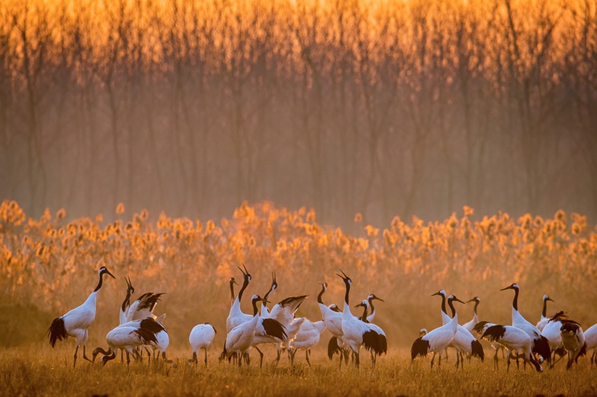 아침 햇살 속의 두루미(학명: Grus japonensis) [사진 촬영: 쑨화진]
