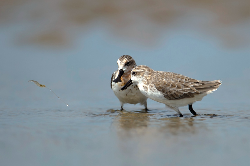 옌청은 넓적부리도요(학명: Eurynorhynchus pygmeus)의 깃털 갈이 장소다. [사진 촬영: 쑨화진]