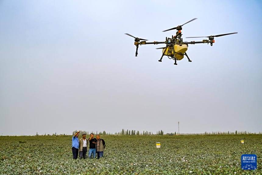 지페이(極飛) 슈퍼 목화밭 책임자 아이하이펑(艾海鵬) 씨가 위리현의 시범 목화밭에서 다시촌 주민들을 위해 스마트 무인기 농약 살포 훈련을 진행하고 있다. [9월 19일 촬영/사진 출처: 신화사]