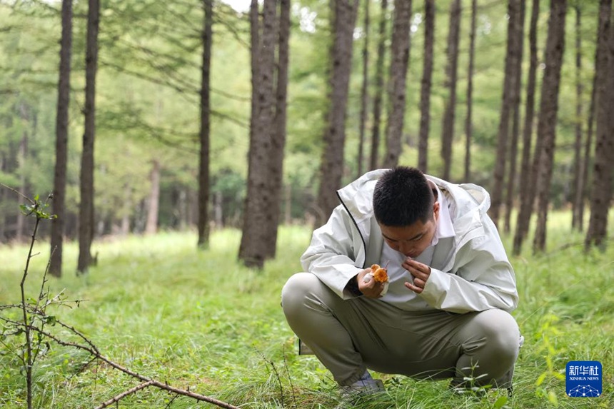 왕젠수가 허베이성 청더시 위다오커우 초원 숲에서 버섯을 따고 있다. [8월 17일 촬영/사진 출처: 신화사]