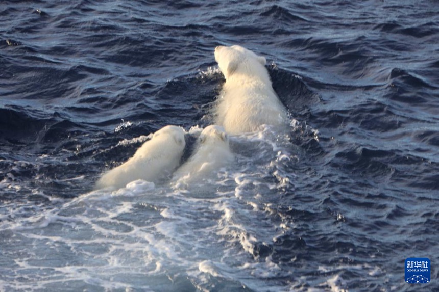수영하는 어미 북극곰과 두 마리 새끼 [8월 31일 촬영/사진 출처: 신화사]