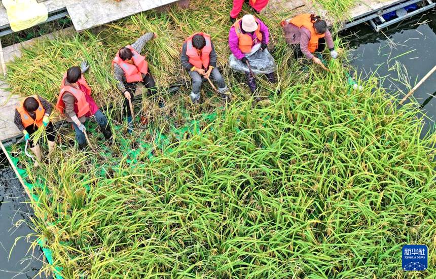 화이난시 펑타이현 구차오진 석탄 채굴 침하 지역 수면에서 작업자들이 부유식 벼를 수확하고 있다. [10월 14일 드론 촬영/사진 촬영: 천빈]