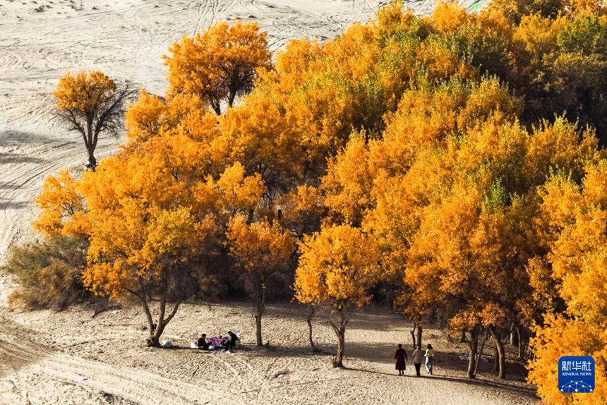 신장 허톈 지역 뤄푸현 뤄빈 후양나무 숲 관광지를 찾은 방문객들 [10월 19일 드론 촬영/사진 출처: 신화사]