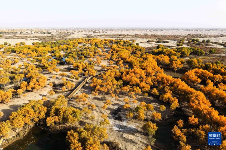 신장 허톈 지역 뤄푸(洛浦)현 뤄빈(洛濱) 후양나무 숲 관광지 [10월 19일 드론 촬영/사진 출처: 신화사]